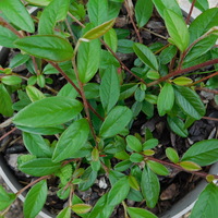 Cotoneaster 'Rothschildianus'